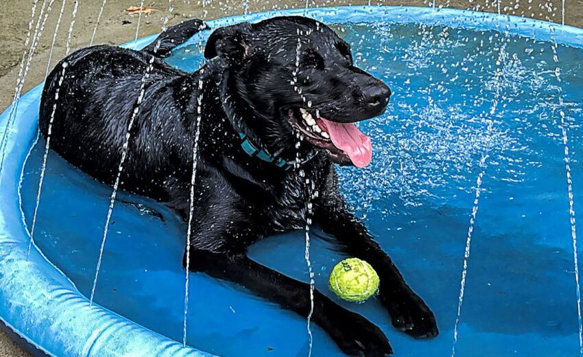 Dog Summer Sprinkler Pad