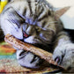Catnip Chew Sticks Cleaning Molar Teeth Health