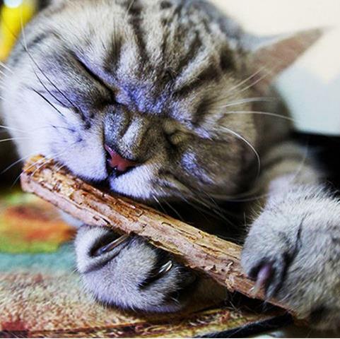 Catnip Chew Sticks Cleaning Molar Teeth Health